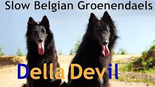 Della amp Devil  Slow Belgian Groenendaels [upl. by Tollmann]