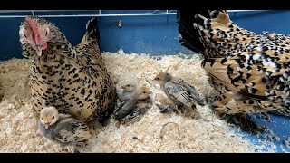 3 Week Old Bantam Chicks  Lemon Millefleur Sablepoot Bantams  Bantam Chicks Update  Cute Chicks [upl. by Anon]