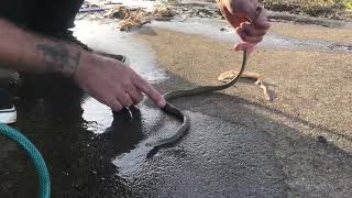 Flooding a Yellow Faced Whip Snake out of a Crack [upl. by Trebbor]