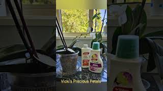 Phalaenopsis Orchid Care vickistraney3456 diy orchid phalaenopsis plants watering flowers [upl. by Barling]