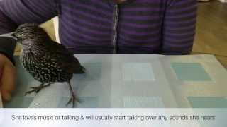 Stella The Starling Talking [upl. by Ytsirhc]