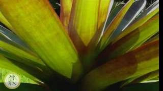 Bromeliad  Aechmea Imperialis Rudra [upl. by Sylram329]