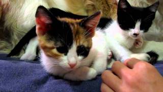 The BEST way to trim KITTEN nails The EASY way no restraint needed part 2 [upl. by Onek349]