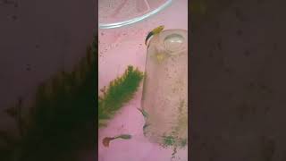 guppy breeding 🫧🐟 guppyfish guppybreeding importedfish viralvideo [upl. by Aihsemot249]