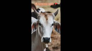 Gau Mata Agniveer Song slow reverb hindu song 🚩🚩🚩🚩🚩 [upl. by Avot]