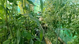 20210824  Irrigatia SOLC24 Polytunnel Irrigation [upl. by Sregor]