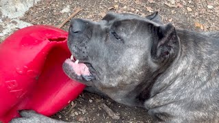 The STRENGTH of a CANE CORSO BITE Force [upl. by Airetahs]