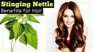 Stinging Nettle Benefits for Hair [upl. by Sayer]