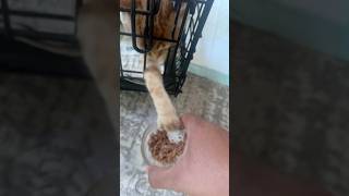 Our new kitten is grabbing my bowl of food pet tabby catworld [upl. by Treblah134]