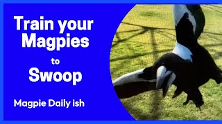 Magpie swooping tutorial [upl. by Grani]