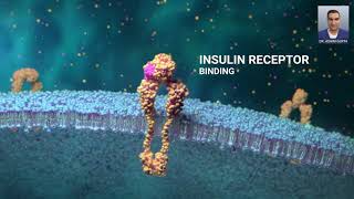 Glucose and Cells Glucose Transporter How Insulin Gets Glucose Into a Cell [upl. by Aketal]