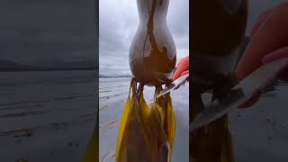 Harvesting Kelp in Alaska fruitsfarm satisfying shorts [upl. by Nylisoj]