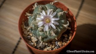 How to grow amp care for Lophophora williamsii  The Peyote Cactus [upl. by Esertak988]