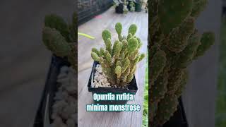 Opuntia rufida minima monstrose opuntia cactus subscribe [upl. by Tallbott1]