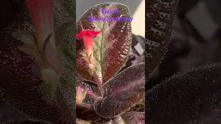 Episcia Spring Symphony [upl. by Newcomb]