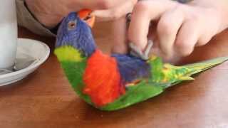 Laughing Lorikeet [upl. by Backer]