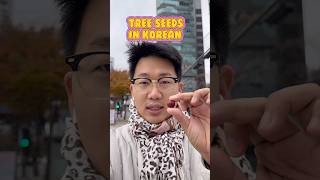 how to say tree seeds in Korean [upl. by Cayser]