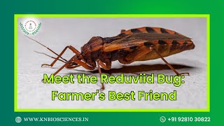 Meet the Reduviid Bug Farmers Best Friend  KN Biosciences [upl. by Darahs]