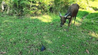 lagi mikat ruak ruak datang sapi untuk ngak kena pikat [upl. by Allyce]