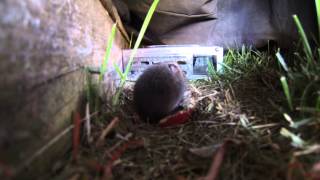 Voles in the backyard [upl. by Ahsinor736]