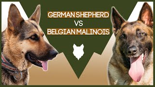 GERMAN SHEPHERD VS BELGIAN MALINOIS [upl. by Llertrac]