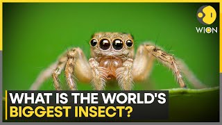 Largest Bug To Ever Live On Earth 50 Kg Nine Foot Long Arthropod  World News  WION [upl. by Innad]