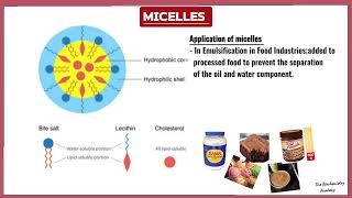 Micelles in Biochemistry The Versatile Supramolecular Assemblies  TBA✅ [upl. by Trixie90]