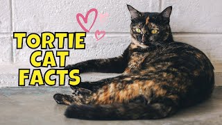 10 Amazing Facts About Tortoiseshell Cats [upl. by Elmo]