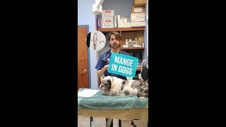 Mange in Dogs Shorts veterinarian [upl. by Alleroif]