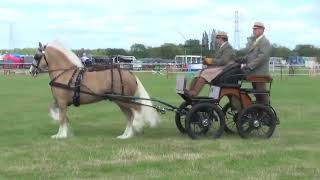 Chertsey Agricultural Show 2024 Championship Class [upl. by Reywas]