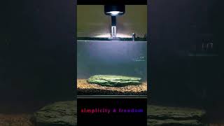 Minimalist Fish Tank Design A StepbyStep Guide with Natural Elements  Pondon Aquarium [upl. by Nevar]