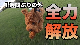 久々の公園は楽しかった！１週間ぶりに外出た。 [upl. by Gavrilla]