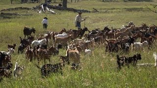 Goats Eat Weeds  Farm to Fork Wyoming [upl. by Sirod665]