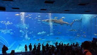 おきなわワールドの玉泉洞と海洋博公園の美ら海水族館へ行ってクイーンコーラルクロスで帰って来ました [upl. by Ahsitniuq454]