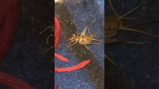 Vita bug  Tropical house cricket Bug Making Sound  Insect Sound insects shorts youtubeshorts [upl. by Annahsohs]