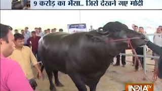 The Murrah Buffalo Shocking Diet of Buffalo Worth Rs 9 Crore [upl. by Jade]