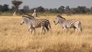 Zebras in Moremi Game Reserve Okavango Delta Botswana Africa 3 [upl. by Madonia]