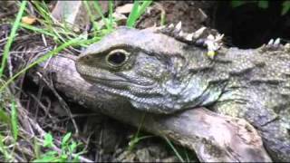 Tuatara New Zealands Living Fossil [upl. by Beatrisa366]