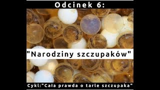 TARŁO SZCZUPAKA Odc6 quotNarodziny szczupaczkówquot Ratuj Ryby [upl. by Akehsay]