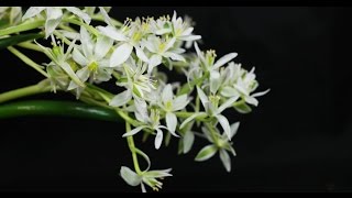 Ornithogalum balansae  Milchstern StarofBethlehem [upl. by Alberta]