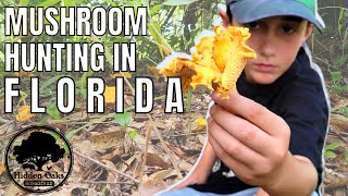 HUNTING for CHANTERELLE mushrooms in Florida  Cantharellus Cibarius [upl. by Eciened]