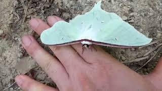 Flightless Japanese Luna Moth on My Hand [upl. by Dowlen]