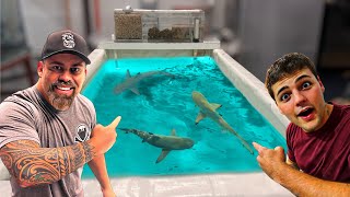 NEW BABY BLACK TIP SHARK with PAUL CUFFARO  STOCKING his NEW FISH STORE with MONSTER FISH [upl. by Anitsud]