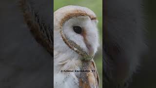 The North American Barn Owl  The Nighttime Ninja animals [upl. by Eelyak]