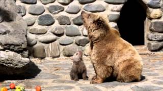 Première sortie de lourson au Zoo de Servion [upl. by Odlaniger]