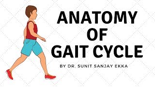 Gait Cycle Muscle Activity [upl. by Charmain]