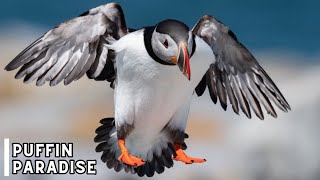 The Magical World of Paradise Puffin  Paradise Puffin  4K UHD [upl. by Nygem]