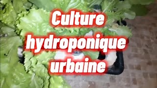 COMMENT FAIRE UN SYSTÈME HYDROPONIQUE SIMPLE A LA MAISON DWC  diy hydroponic system at home dwc [upl. by Siol599]