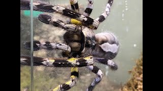 Species Showcase Poecilotheria Regalis [upl. by Esiahc922]