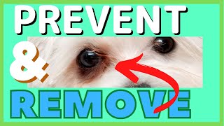 What To Do About TEAR STAINS On My Maltese [upl. by Ilil]